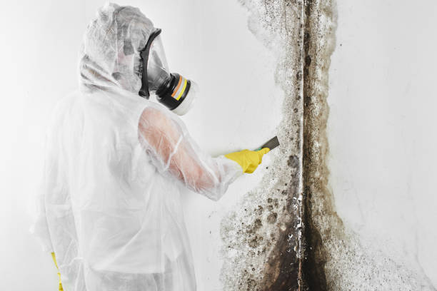 Professional Mold Remediation in Carmel By The Sea, CA